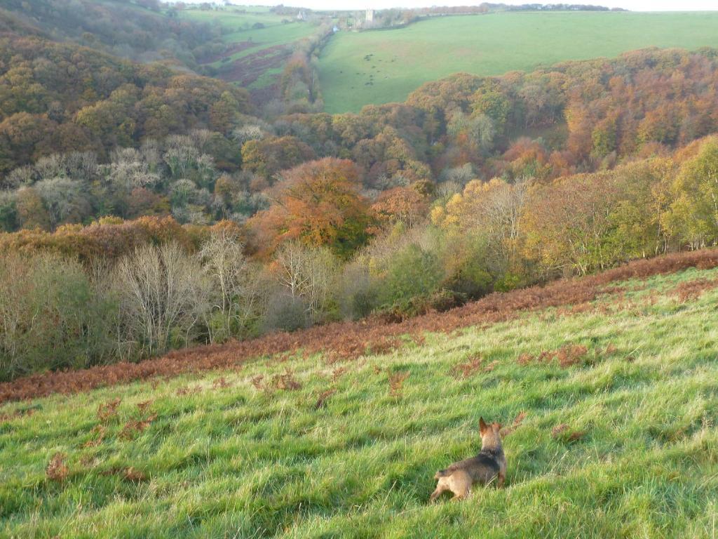 Wilsham Farm Bed & Breakfast Lynton Luaran gambar